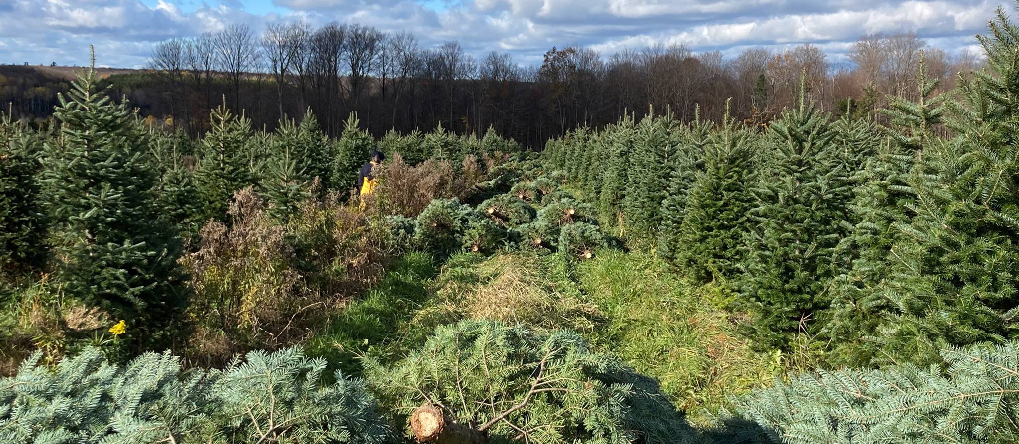 Trouver son sapin de Noël avant qu’il ne soit trop tard !