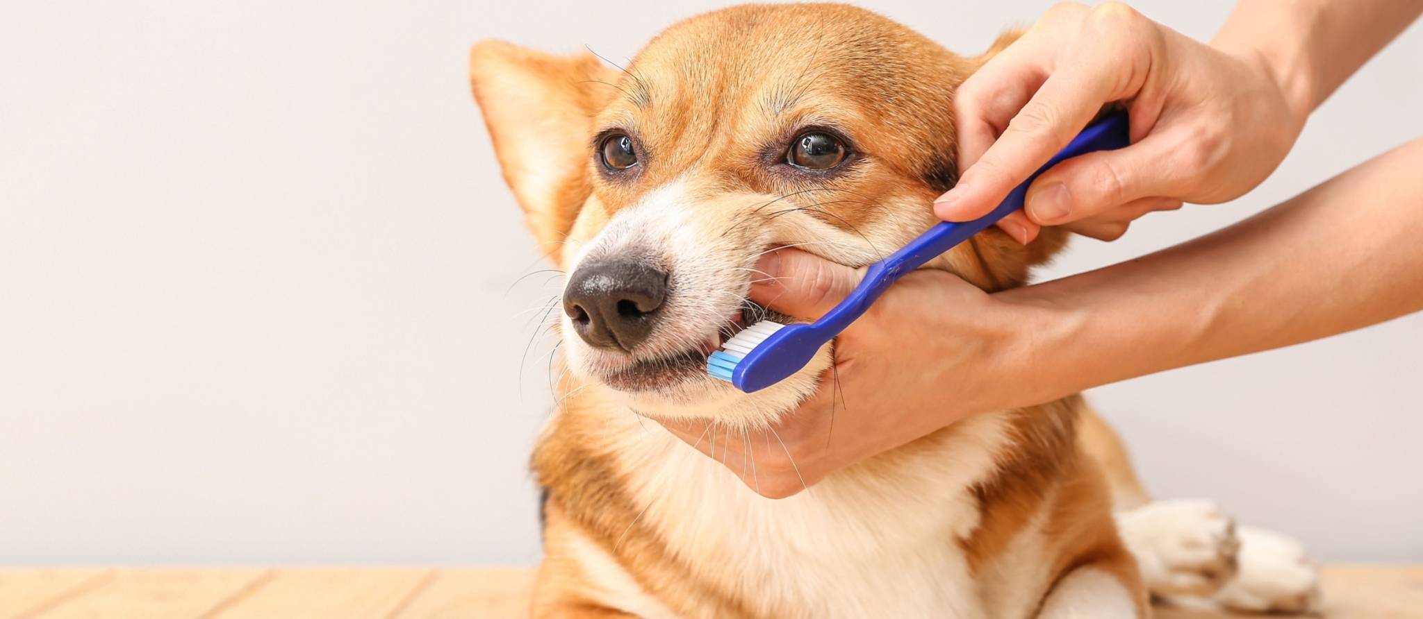 Santé dentaire pour chiens et chats: mission prévention