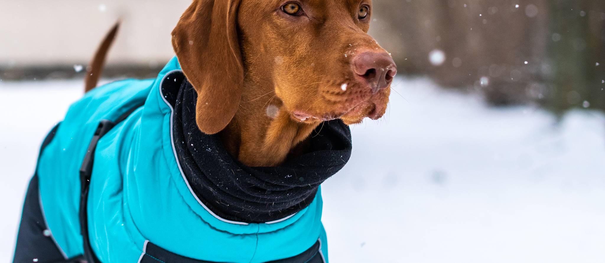 Comment habiller son chien pendant l’hiver?