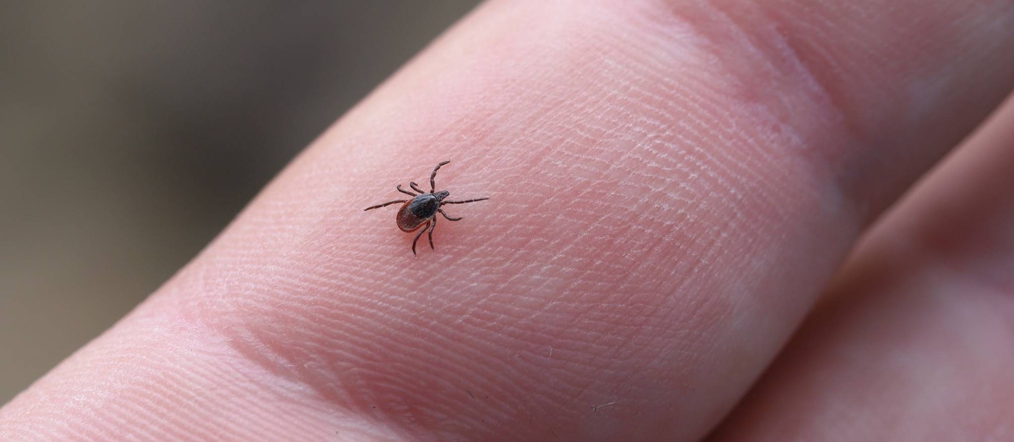 Maladie de Lyme: les tiques étendent encore leur territoire