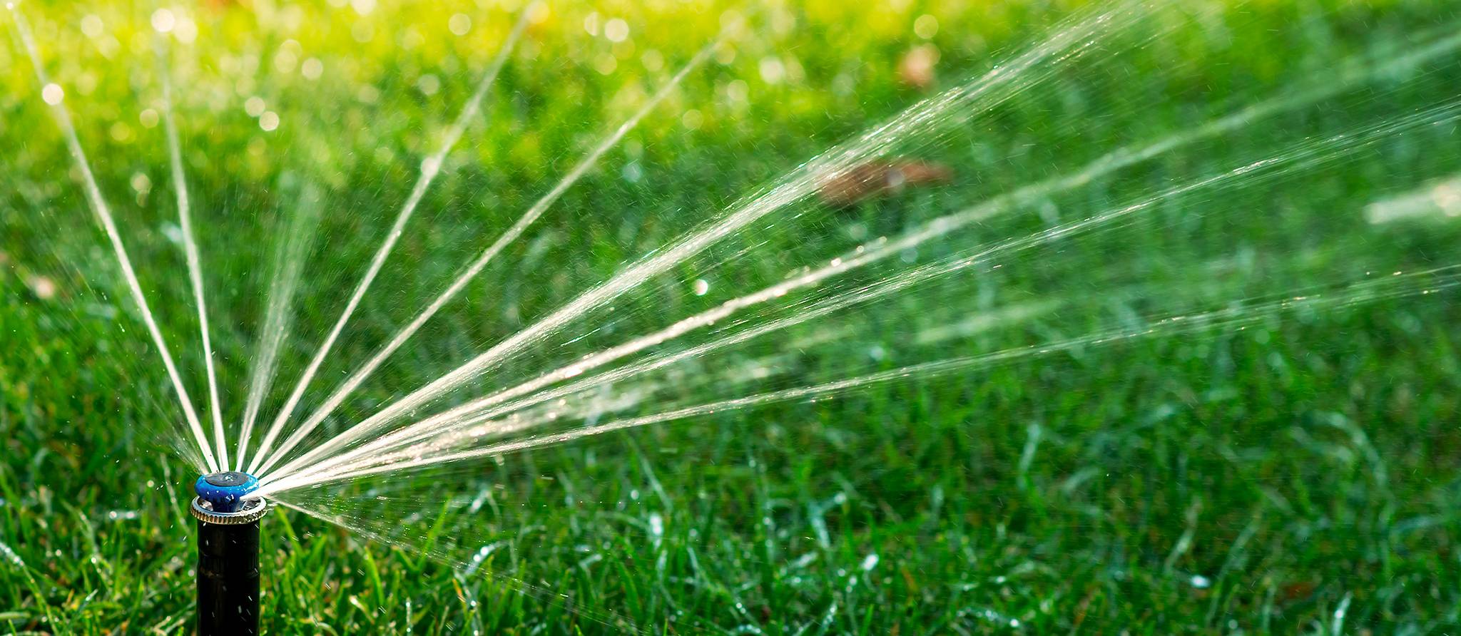 Pelouses et jardins: on n’arrose plus n’importe quand!