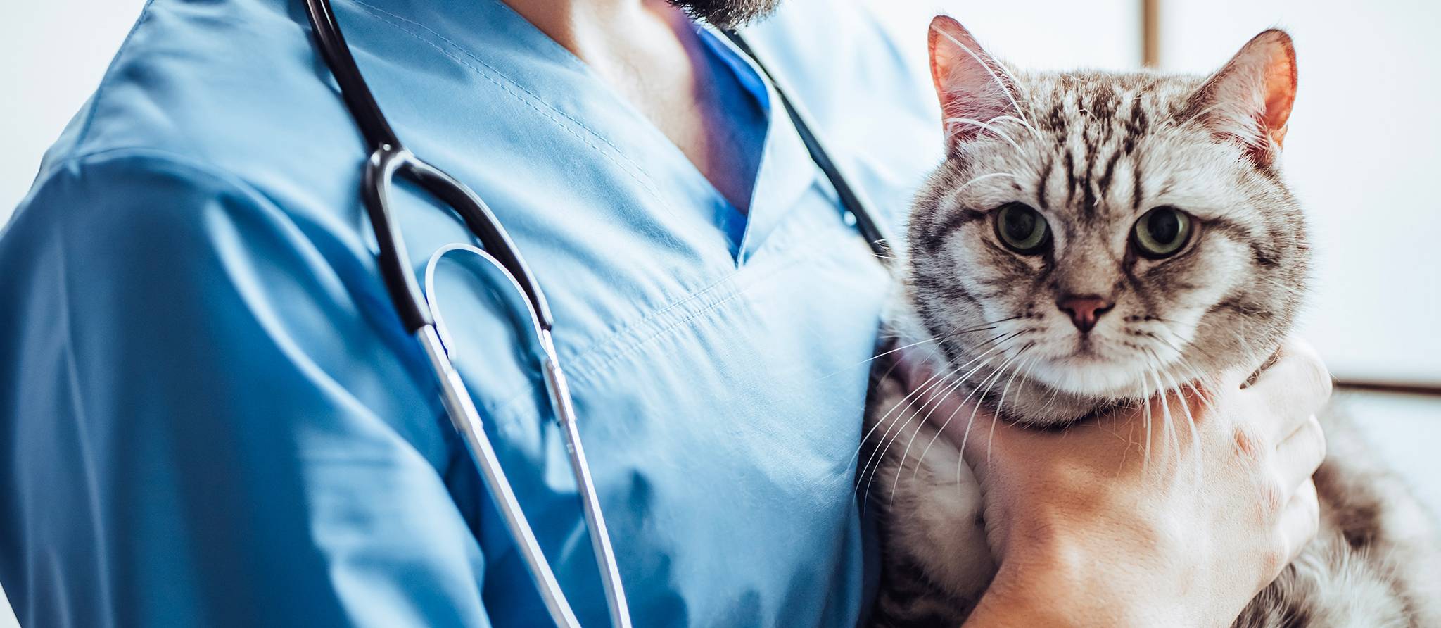 Vétérinaires sous pression: prenez des précautions avec votre animal de compagnie