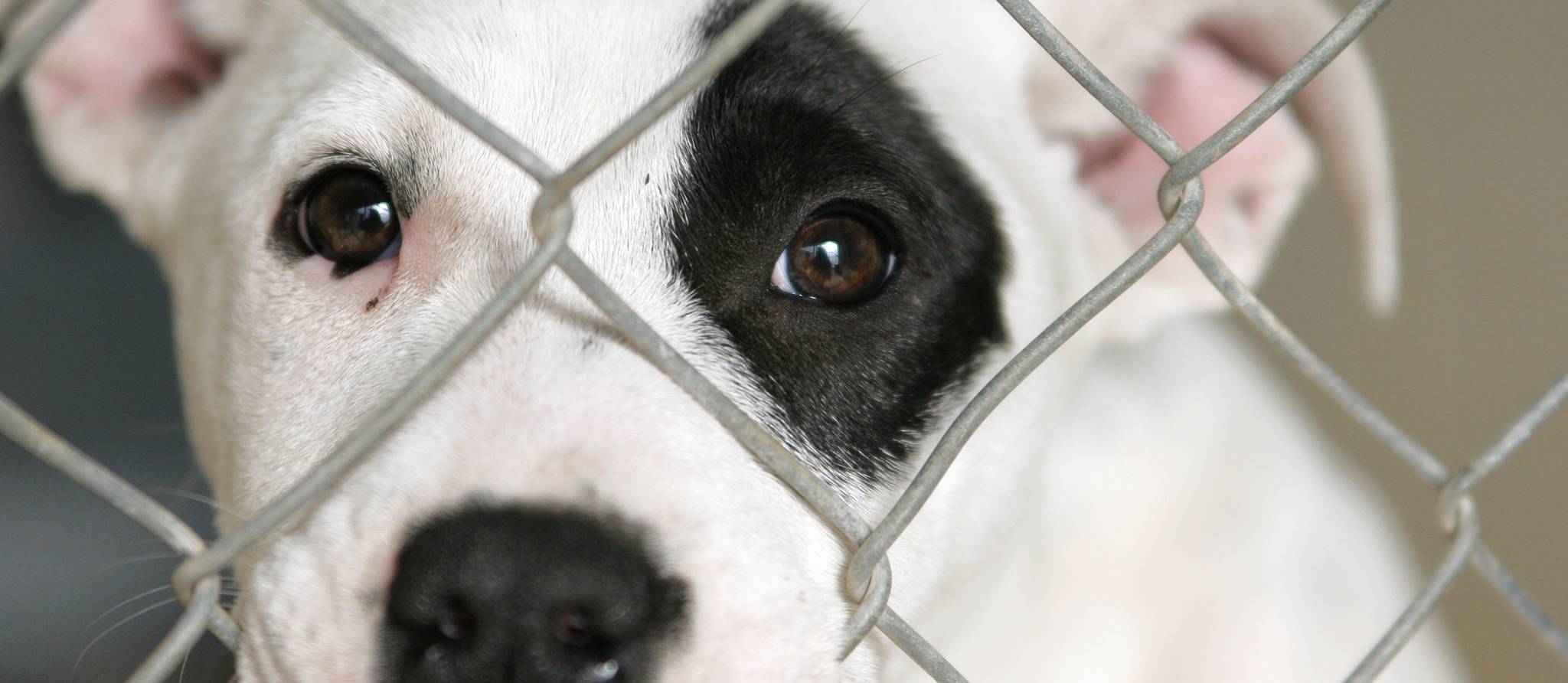 Cruauté animale: «Il faut fermer les fourrières à but lucratif!»