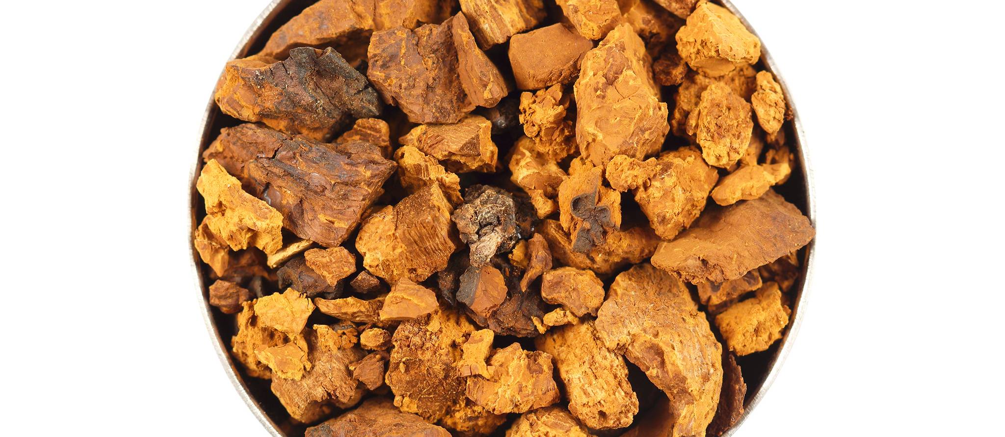 Le chaga est-il réellement un champignon médicinal?