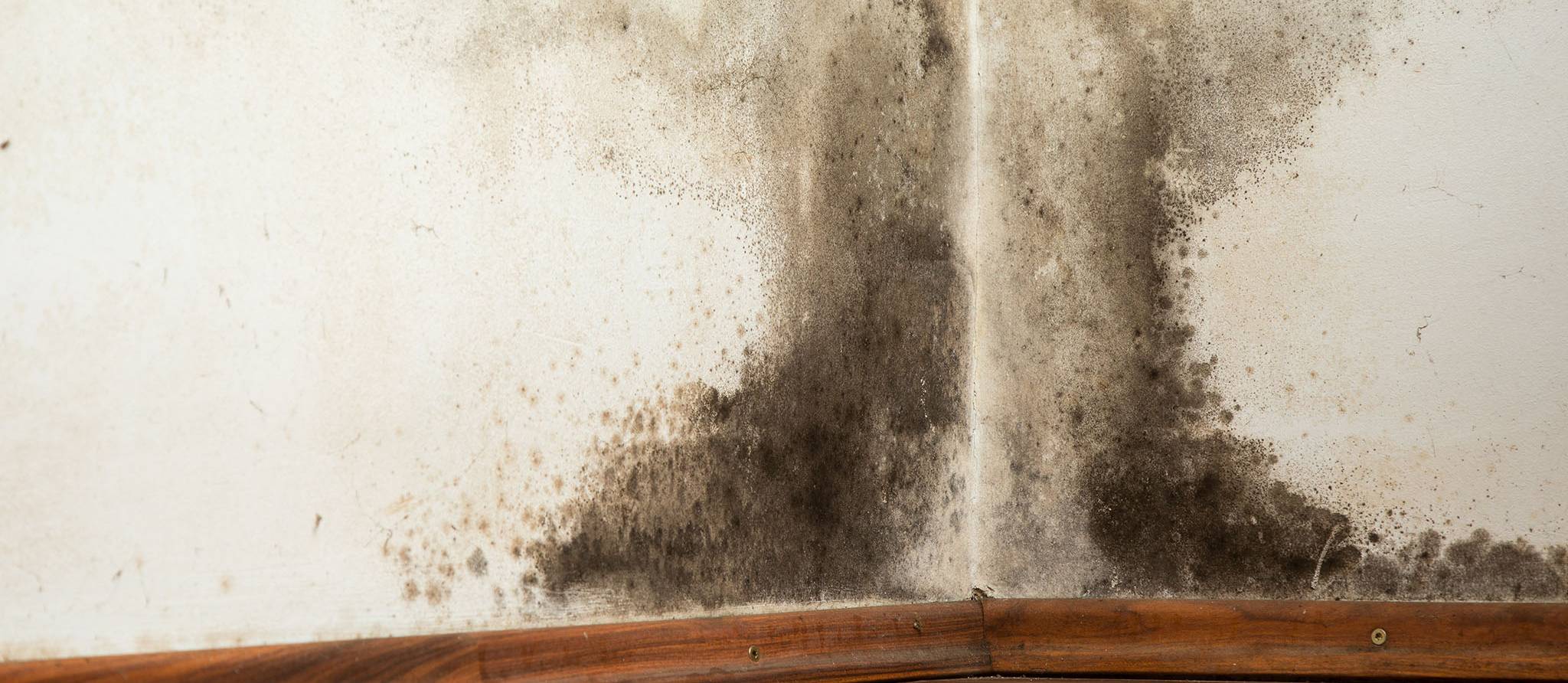 À la chasse aux champignons dans la maison