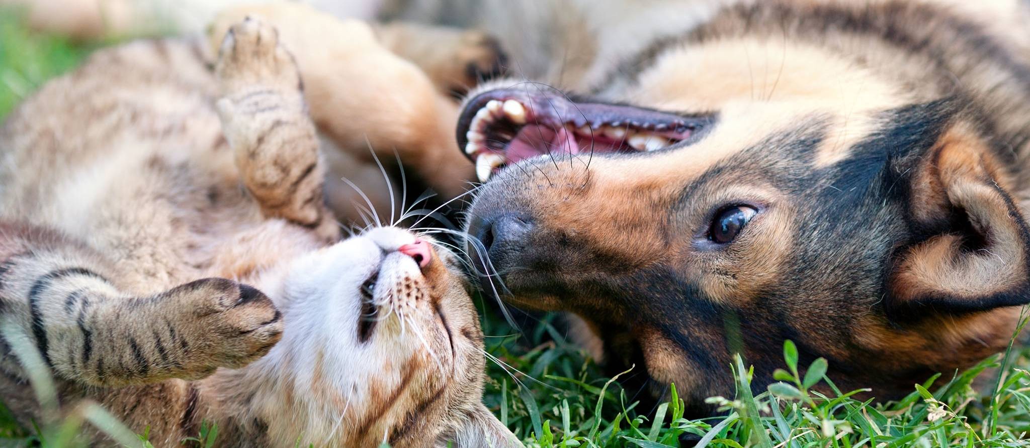 Chiens et chats: à quand la stérilisation à bas prix?