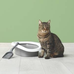 Les meilleures litières pour chats