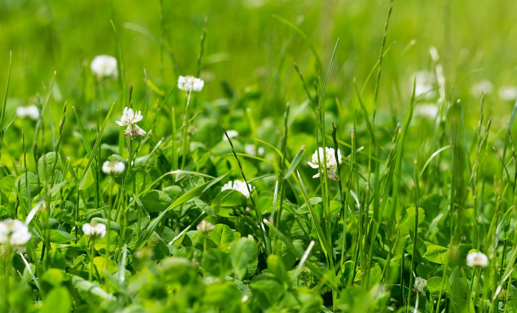 Mon terrain n’est pas un green de golf