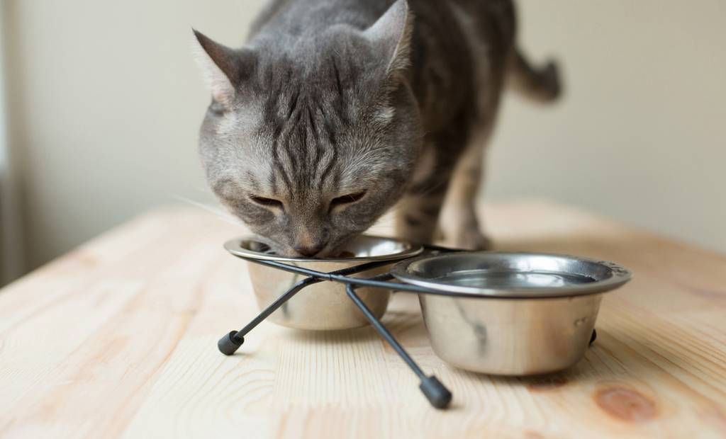 Bien nourrir son chat pour moins de 100$ par an