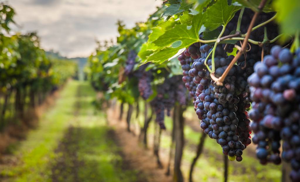 Les vins ne sont pas tous véganes
