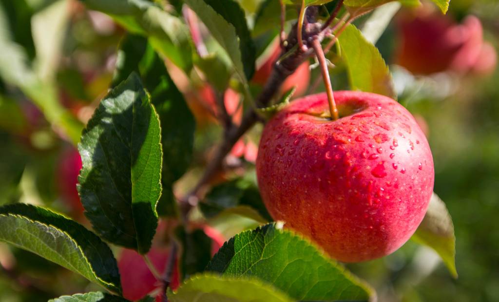 Vers des pommes encore plus savoureuses pour la planète