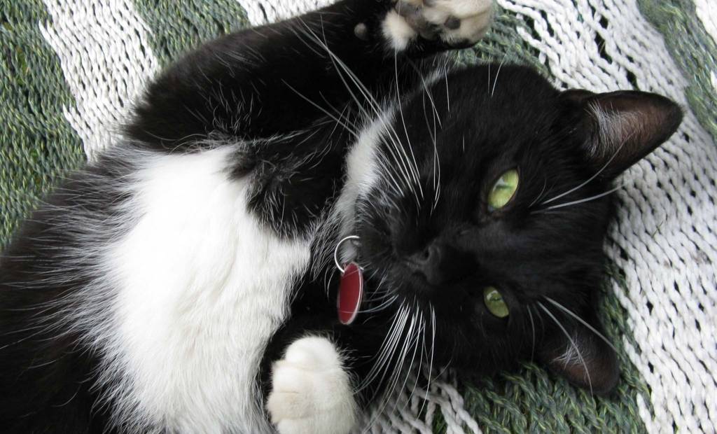 Acheter de la bouffe à chat, incognito