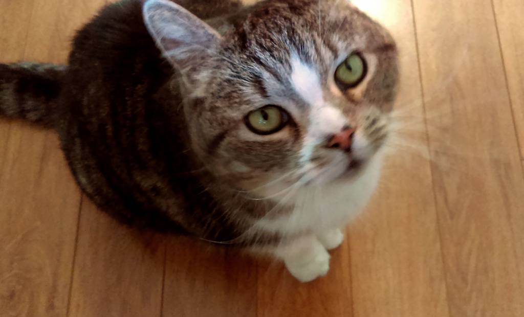 Mon chat est mort paisiblement, malgré tout