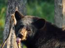 227-Miller-Zoo--E-Activite_OADA.jpg