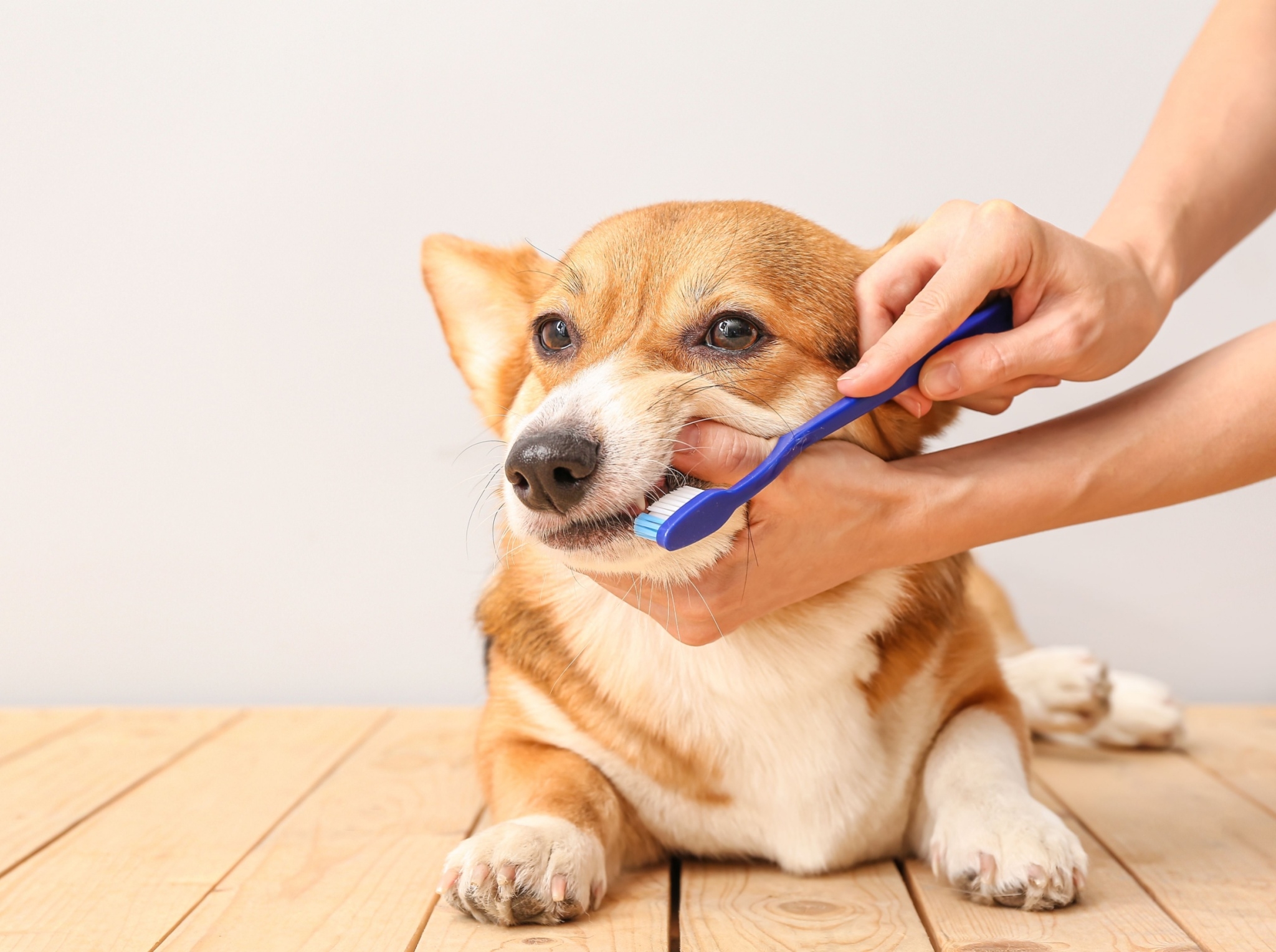 Nettoyeur Dentaire Ultrasons Pour Chien Et Chat - 5 Modes - Anti Tartre Et Mauvaise Haleine - Rechargeable USB