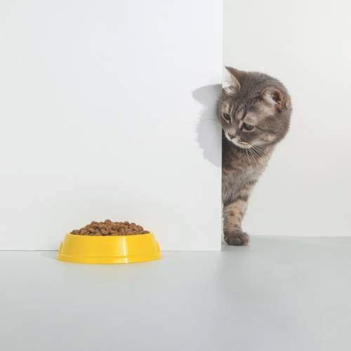 nourriture-chats.jpeg
