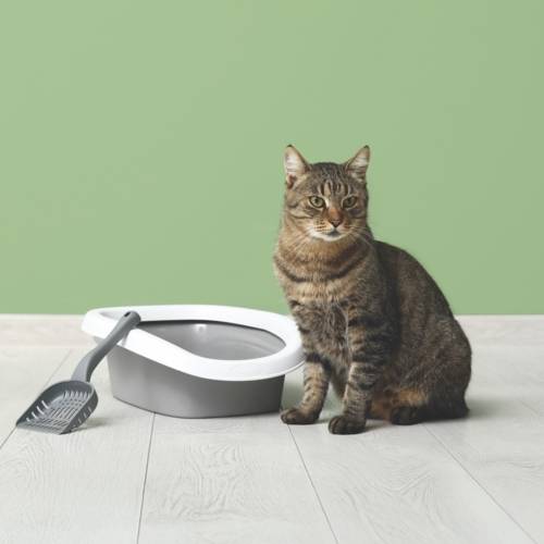 litieres-chats
