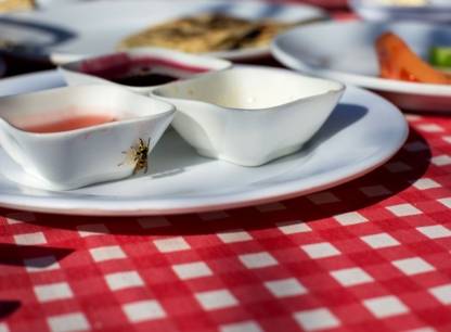 guepe-assiette.jpg