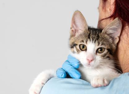 L’assurance pour chats et chiens, ça coûte combien ?