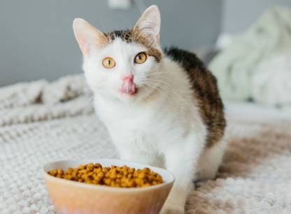 nourriture-chats-economique