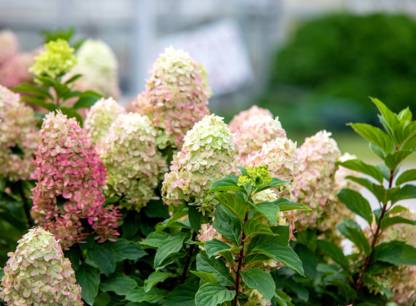 Comment bien choisir vos plantes vivaces