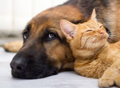 Chats et chiens: solutions à 5 comportements indésirables 