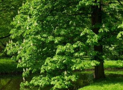 Entretien-arbres