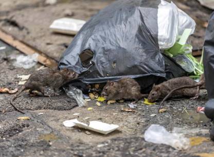 rats