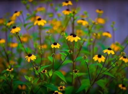 planter-fleurs