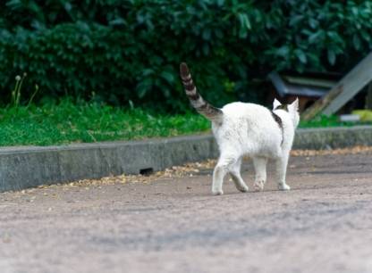 Chat en liberté: vérifiez la réglementation de votre municipalité