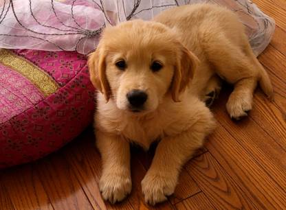 comment-adopter-chien