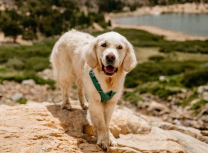 voyage-chien-usa