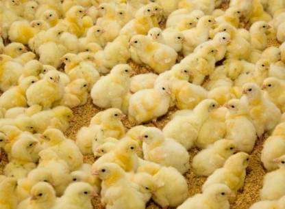 Fini le broyage des poussins
