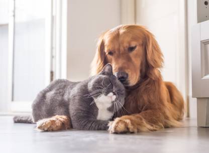 chat-chien