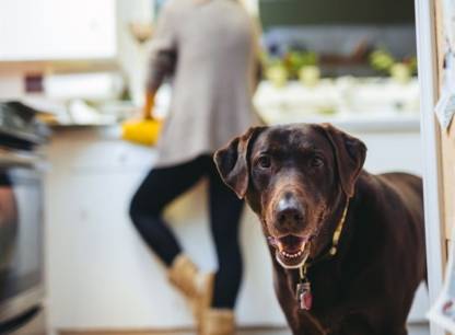 Bail et animaux domestiques: fini les interdictions?