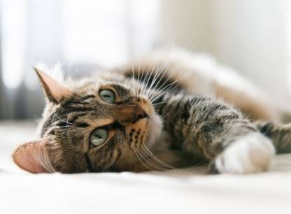 9 questions à se poser avant d'adopter un chat ou un chien