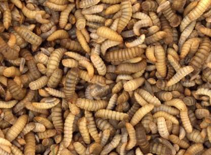 nourriture-chat-insectes.jpg