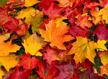 feuilles-mortes