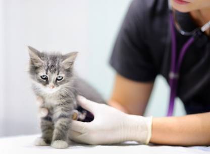soins-veterinaires-chatons