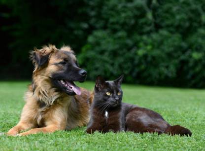 shutterstock_172607030
