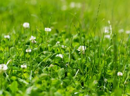 Mon terrain n’est pas un green de golf