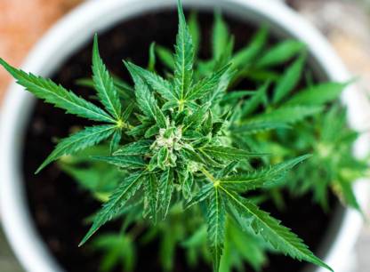 cannabis-maison