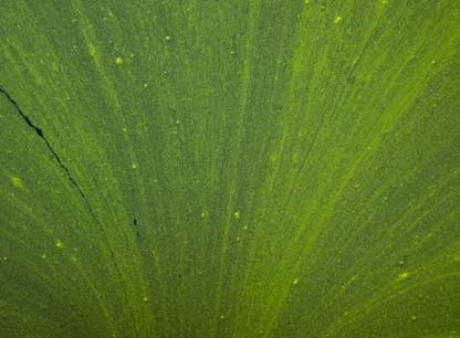 alges-bleu-vert