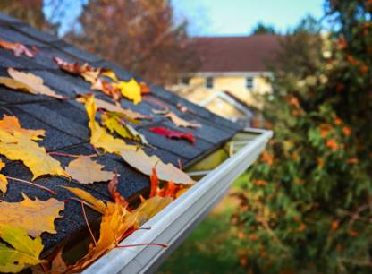 feuilles-goutieres