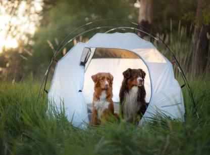 chiens-camping.jpg