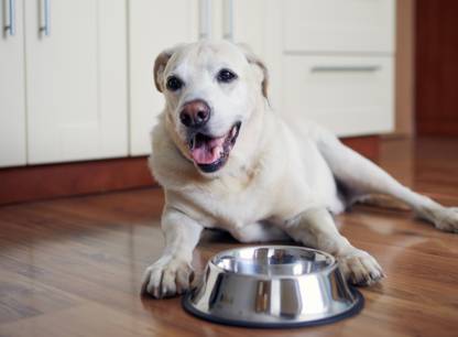 meilleure-nourriture-chien-pas-cher