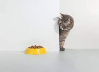 nourriture-chats.jpeg