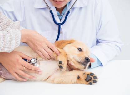 soins-veterinaires-chiots