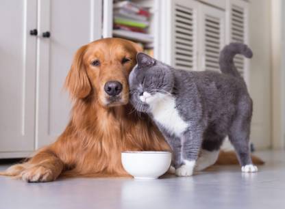 chien-chat