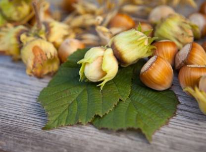 Noix et noisettes: un arbre à noix dans votre cour